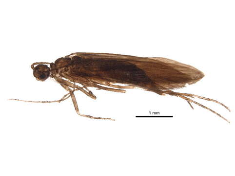 Image of Xiphocentronidae