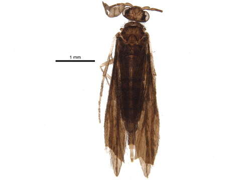 Image of Xiphocentronidae