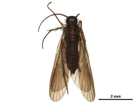 Image of Chimarra (Chimarra) spangleri Bueno-Soria 1985