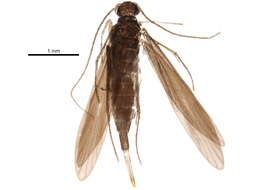 Image of Xiphocentronidae