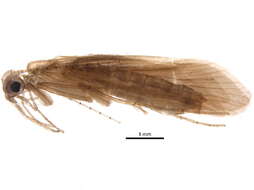 Image of Triaenodes delicatus Navas 1924