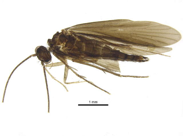 Image of Xiphocentronidae