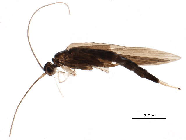 Image of Xiphocentronidae