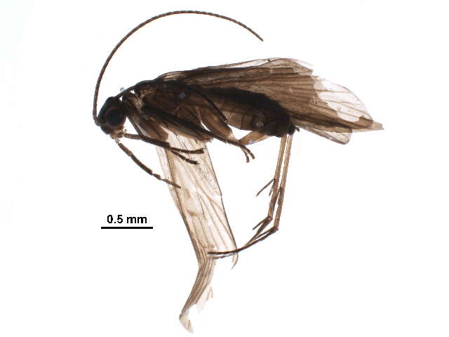 Image of Chimarra (Chimarra) spangleri Bueno-Soria 1985