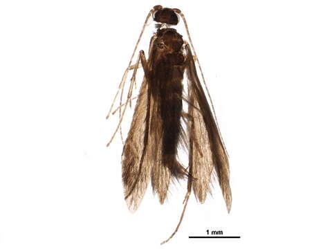 Image of Xiphocentronidae