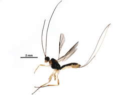 Image of Semirhytus