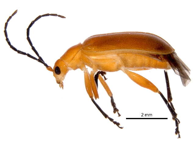 Scelidopsis resmi