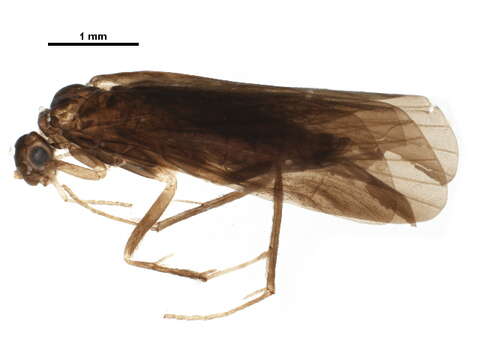 Image of Smicridea (Smicridea) ulva Flint 1974