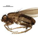 Archiceroptera venezolana (Richards 1963) resmi