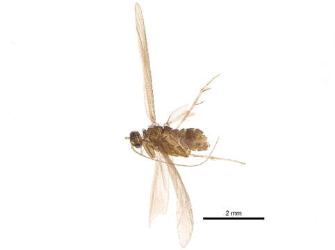 Image of Xiphocentronidae