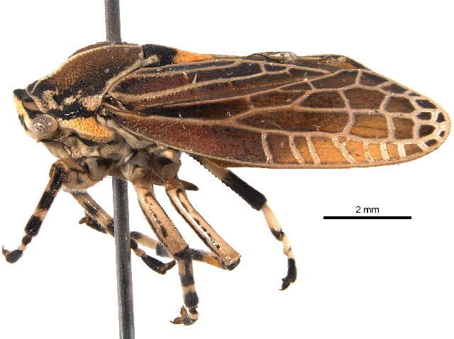 صورة Aetalionidae