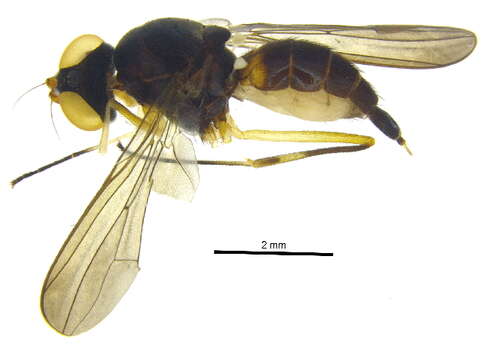 Image of tanypezid flies