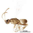 Image of Masoninae