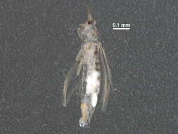 Image of Scolothrips