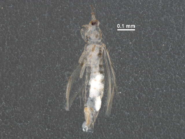 Image of Scolothrips