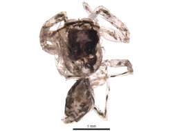 Image of Jacksonoides