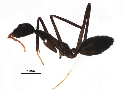 Image of Leptomyrmex