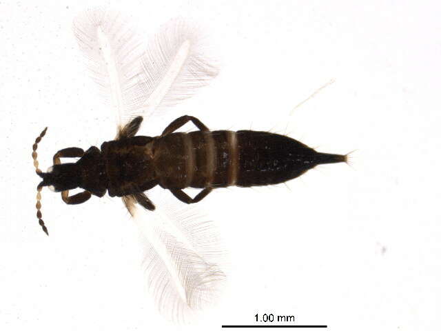 Image of Liothrips