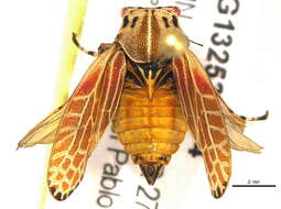 صورة Aetalionidae