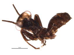 Image of Mantoididae