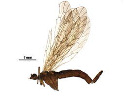 Image of Nannochorista dipteroides Tillyard 1917