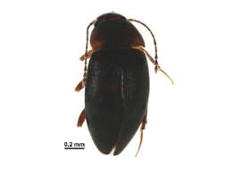 Image of primitive carrion beetles