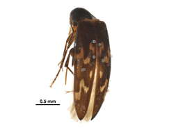 Image of false darkling beetles