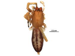 Image of sac spiders