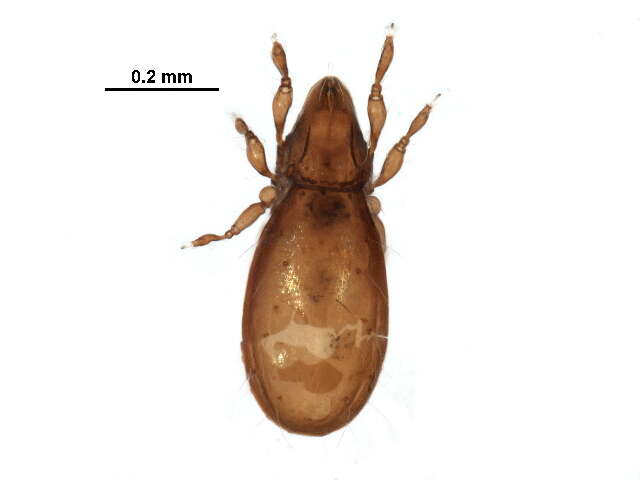 Image of Otocepheoidea Balogh 1961