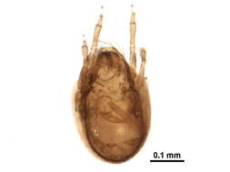 Слика од Symbioribatidae Aoki 1966