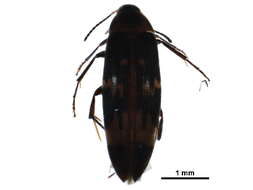 Image of false darkling beetles