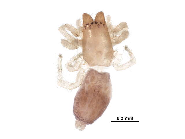 Image of sac spiders