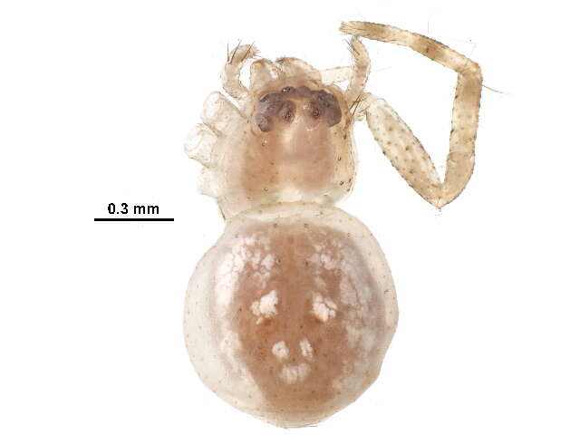 Image of crab spiders