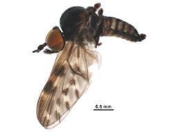 Image of Austroleptidae