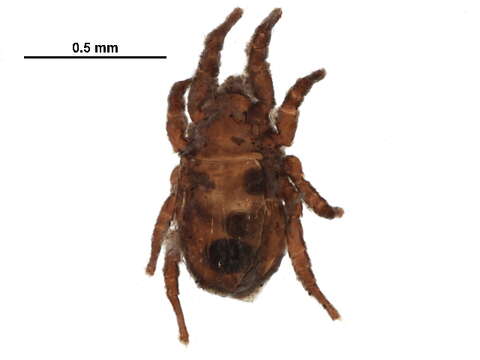 Image of Crotonioidea