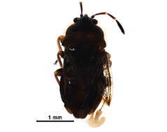 Image de Oxycarenidae