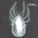 Image of Sphaerolichidae