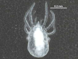 Image of Sphaerolichidae