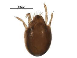 Image of Symbioribatidae Aoki 1966