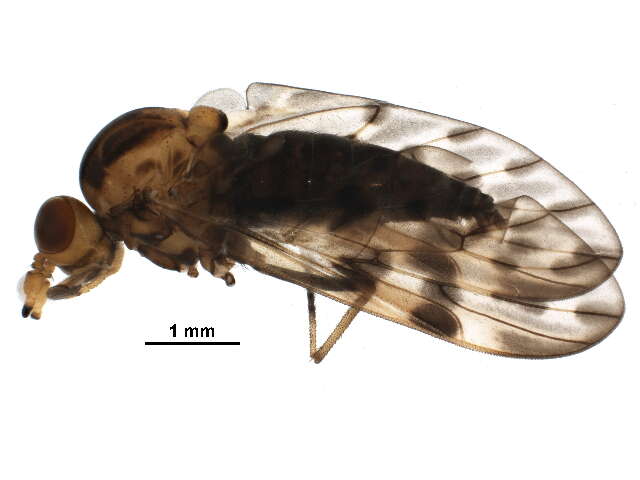 Image of Austroleptidae