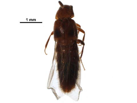 Tetrabothrus resmi