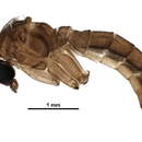 Image of Diadocidia queenslandensis Jaschhof & Jaschhof 2007