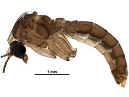 Image of Diadocidiidae