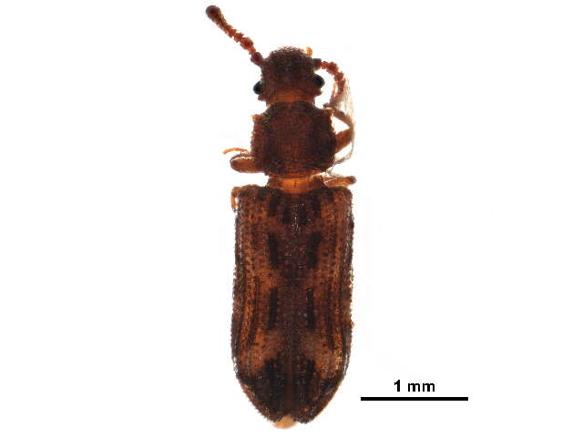 Image of ironclad beetles