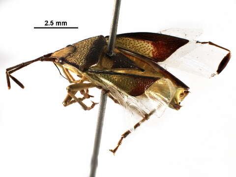 Image of shield bugs