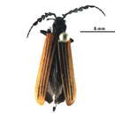 Image of Pseudolycus