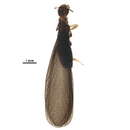 Image of Porotermes