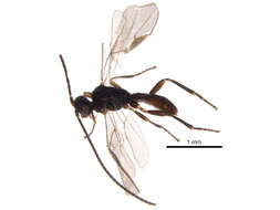 Image of Notiopambolus