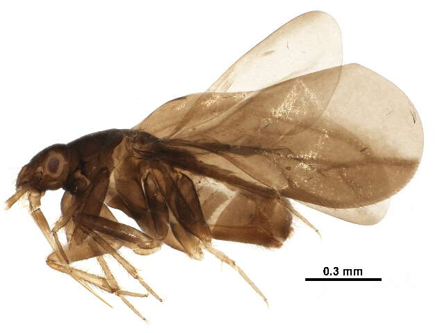 Image of Ceratocombidae