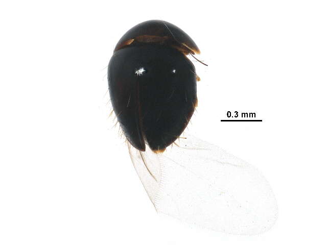 Image of fringe-winged beetles